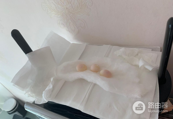 用路由器把鸟蛋孵化出来了(路由器孵化小鸟)