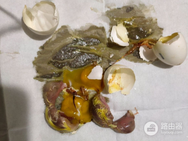 用路由器把鸟蛋孵化出来了(路由器孵化小鸟)