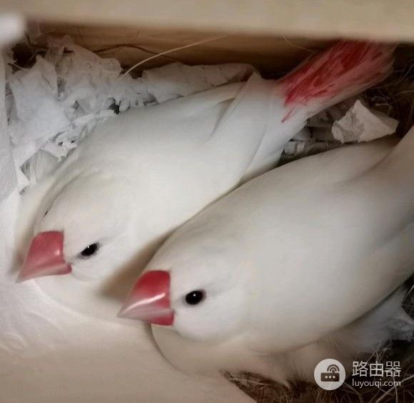 用路由器把鸟蛋孵化出来了(路由器孵化小鸟)