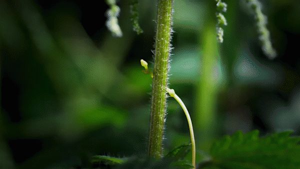 超赞！解锁微距慢动作，挖掘手机新玩法