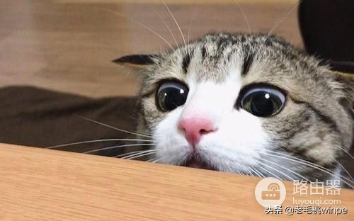 如果你的电脑又卡又慢(电脑变得又卡又慢)