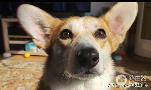 第一次买电脑(第一次买电脑怎么选电脑)