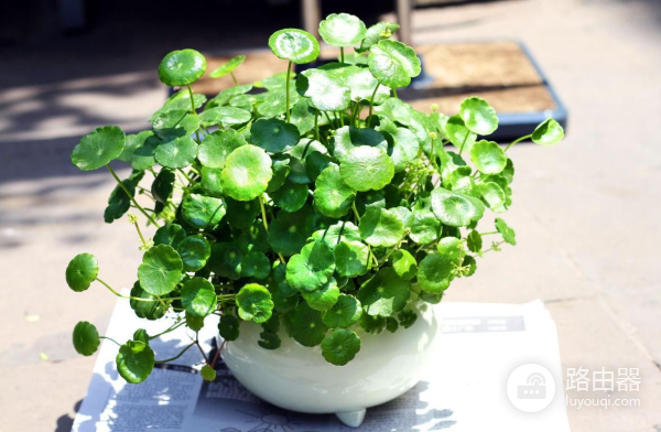 电脑旁养这几种盆栽(适合在电脑旁的盆栽)