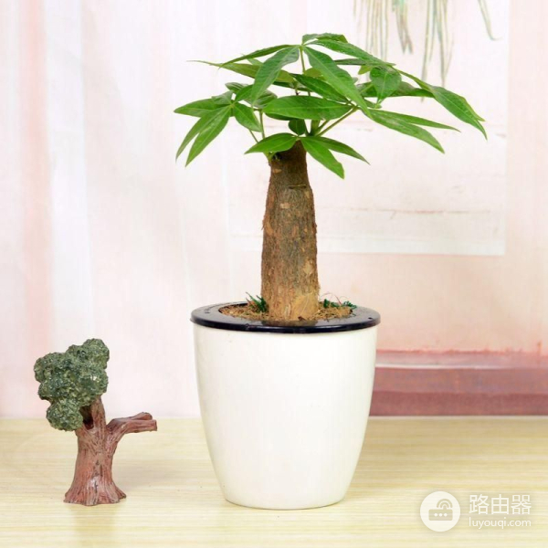 电脑旁养这几种盆栽(适合在电脑旁的盆栽)