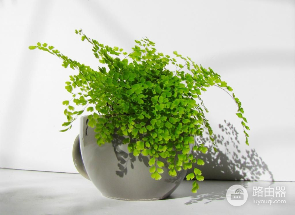 电脑旁养这几种盆栽(适合在电脑旁的盆栽)