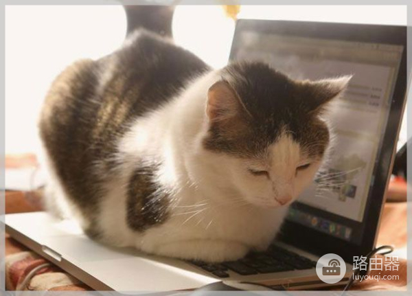 猫咪喜欢挡在电脑前你知道为什么吗(为什么猫喜欢挡在电脑屏幕前)