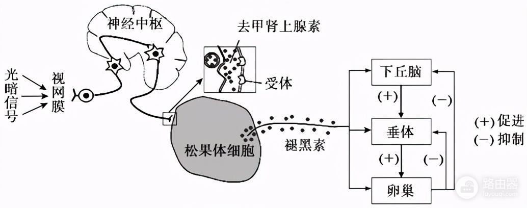 防蓝光眼镜怎么防(如何防御电脑蓝光)