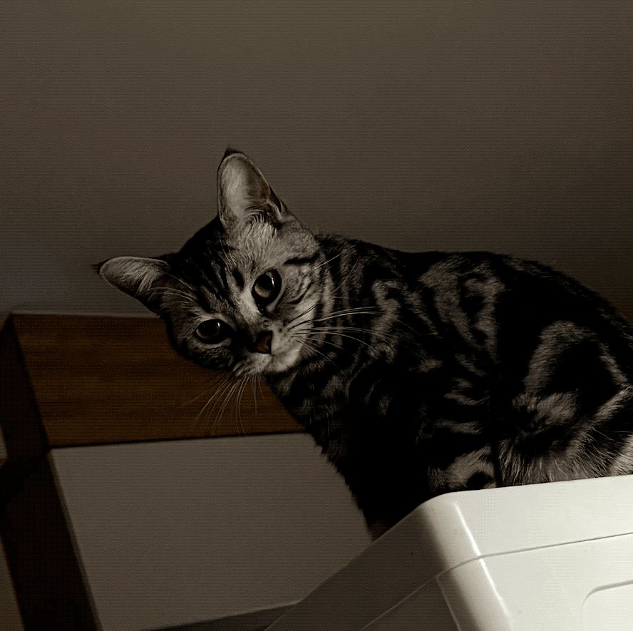 再也不必羡慕安卓,iPhone几个隐藏功能用过都说好