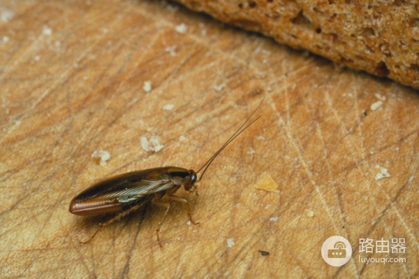 大强虫控:常见蟑螂德国小蠊的习性和防治措施