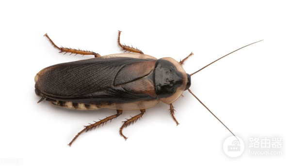 大强虫控:常见蟑螂德国小蠊的习性和防治措施
