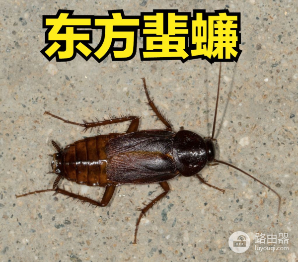 家中常见的蟑螂图解(家中常见的蟑螂图解视频)