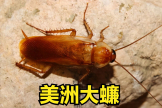 家中常见的蟑螂图解(家中常见的蟑螂图解视频)
