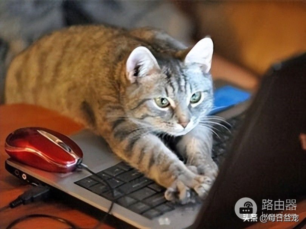一只对屏幕着迷的猫咪，居然还会用电脑帮主人完成工作，太厉害了