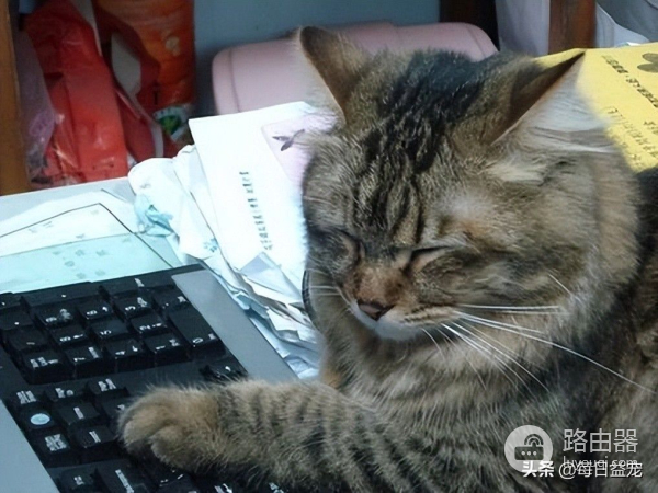 一只对屏幕着迷的猫咪，居然还会用电脑帮主人完成工作，太厉害了
