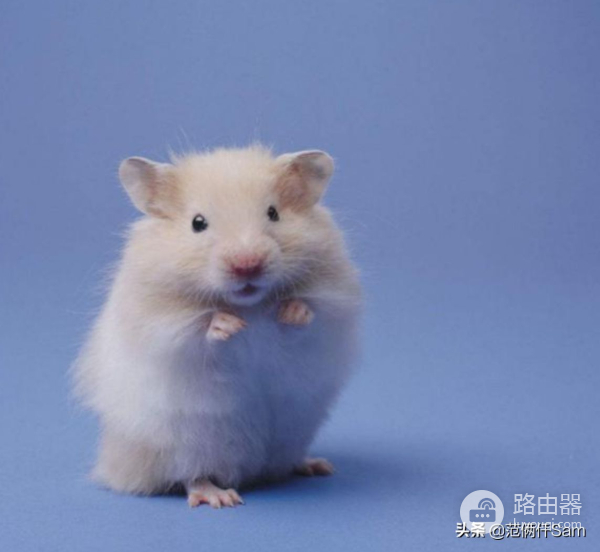 记仓鼠风扇房改造(路由器散热也可以这样用)