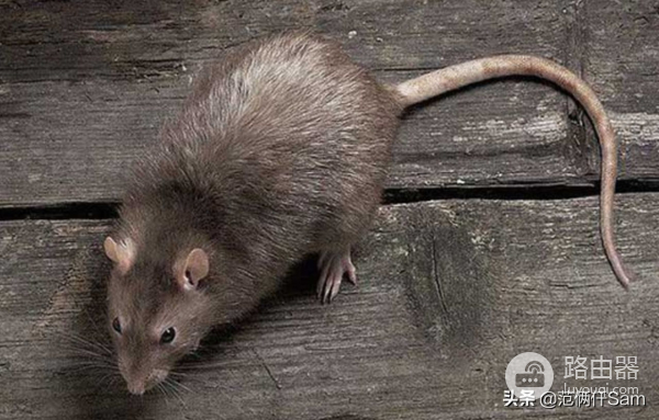 记仓鼠风扇房改造(路由器散热也可以这样用)