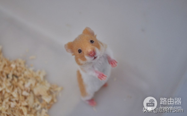 记仓鼠风扇房改造(路由器散热也可以这样用)