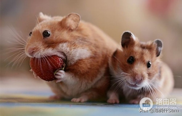 记仓鼠风扇房改造(路由器散热也可以这样用)