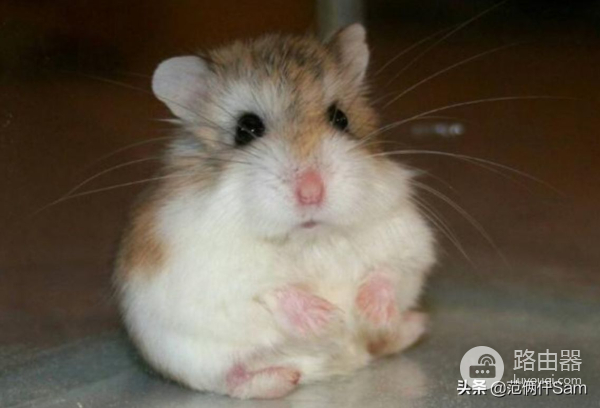 记仓鼠风扇房改造(路由器散热也可以这样用)