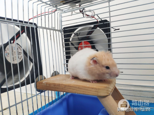 记仓鼠风扇房改造(路由器散热也可以这样用)