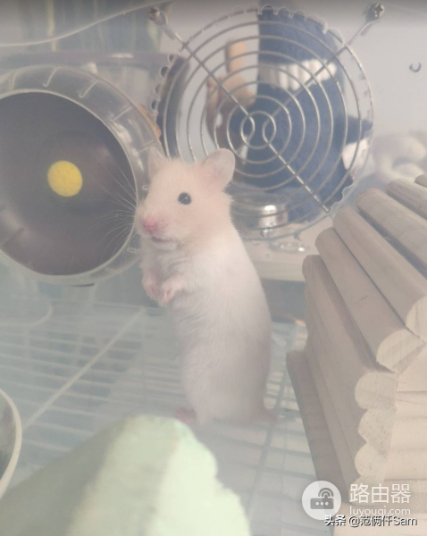记仓鼠风扇房改造(路由器散热也可以这样用)