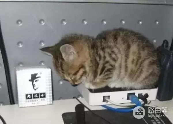 路由器不连线组网(大叔家路由器无法上网,买只猫咪用来连线,大叔:猫不管用啊!)