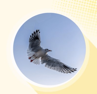 白鹰WEGL币是什么？WEGL自动销毁机制是什么？