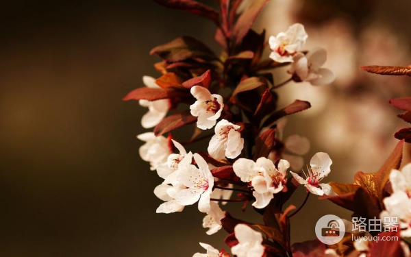 win11任务管理器怎么打开快捷键