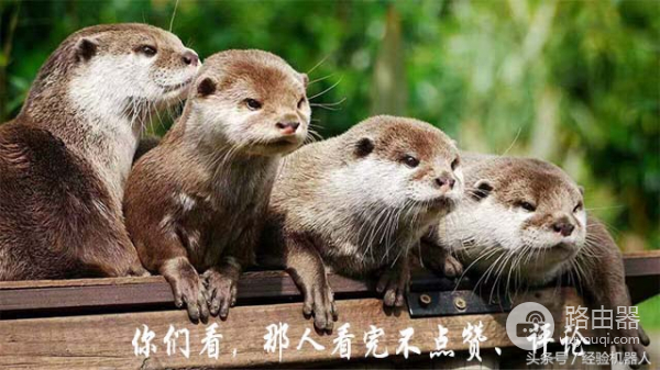 自动万能钥匙wifi密码怎么办(wifi密码又被万能钥匙破了,如何设置才能破不了)